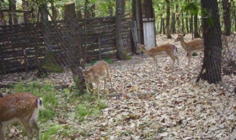 18 елени лопатари бяха пуснати в природата след като за